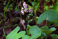 Petasites pyrenaicus